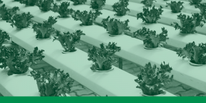 Cultivo hidropónico en casa