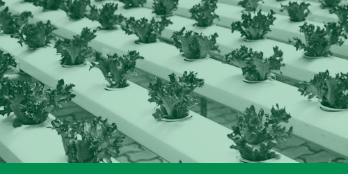 Cultivo hidropónico en casa