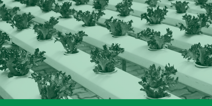 Cultivo hidropónico en casa