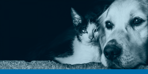 ¿Cómo transitar el duelo por la perdida de una mascota?
