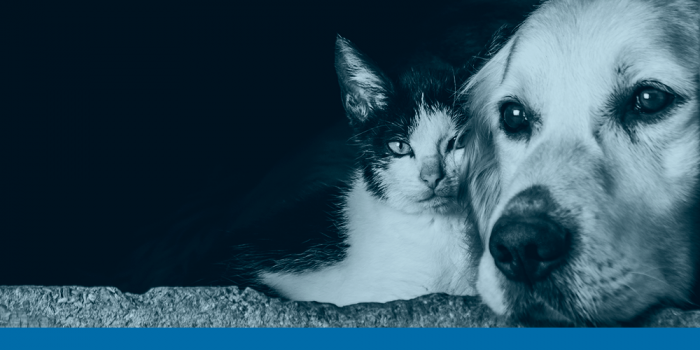 ¿Cómo transitar el duelo por la perdida de una mascota?