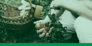 Cultivar tomates en casa